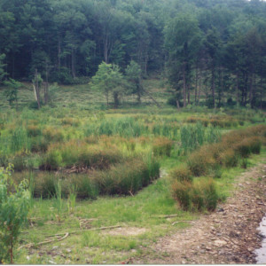 Frostburg Res.-plantings